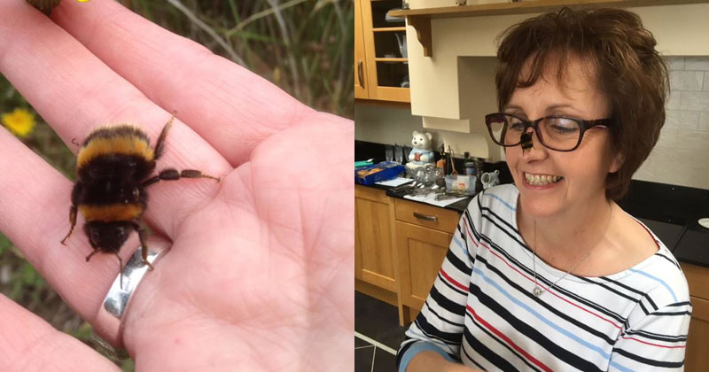 A wingless queen bumblebee resting on an open human hand, beside a woman smiling as the bee sits on her face