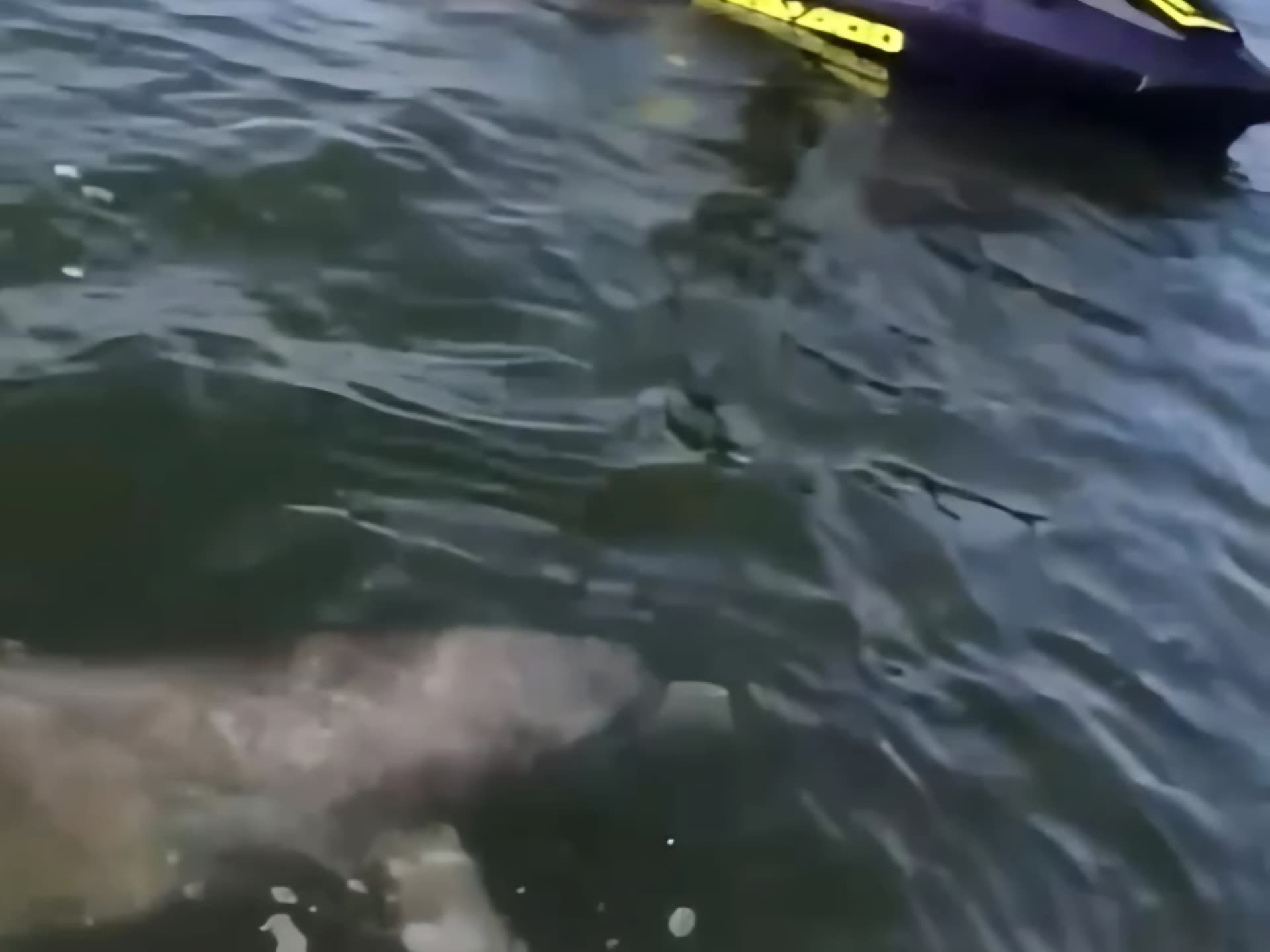 A dolphin swims just beneath the surface of Biscayne Bay beside a jet ski